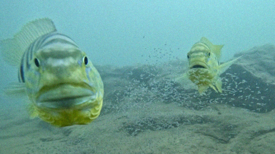 Африканські риби відчули на собі погляд людей і відповіли на нього агресією