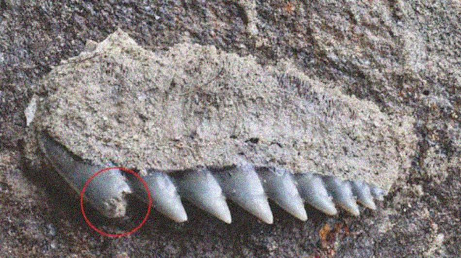 Дві акули пообідали вимерлими китами з Бельгії п’ять мільйонів років тому