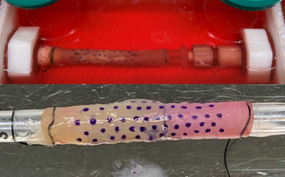 Вирощений у лабораторії стравохід успішно пересадили свині. Такі операції допоможуть дітям зі вродженими патологіями