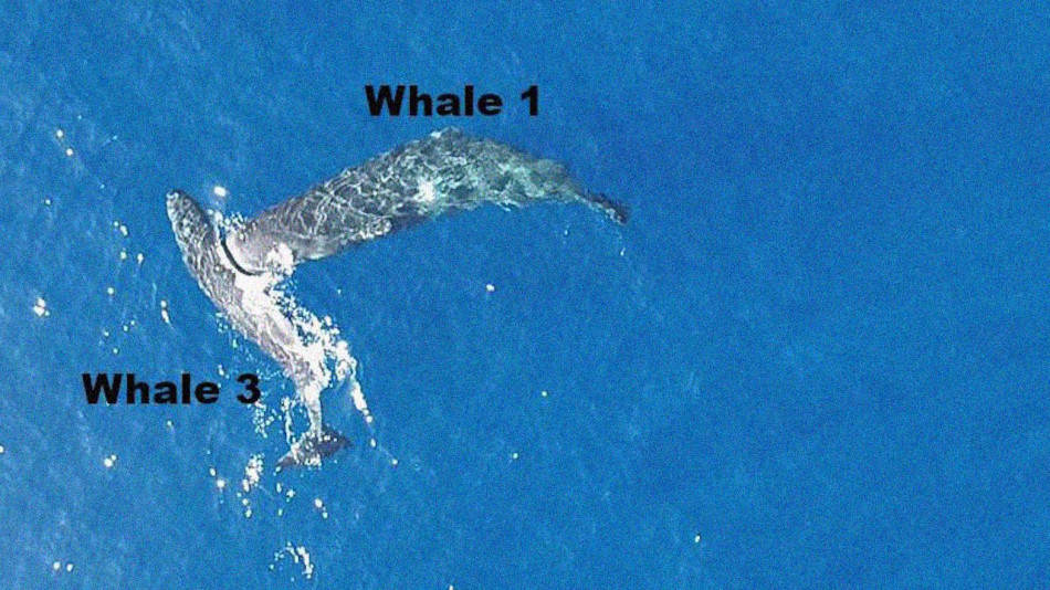 Кашалотів уперше зафільмували за використанням голови як тарана. Так вони топили кораблі у XVIII столітті