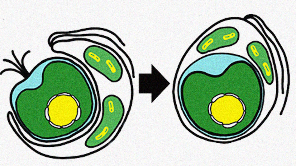 Одноклітинний хижак украв у водоростей хлоропласти й сам змусив їх працювати. Так виникли перші рослини