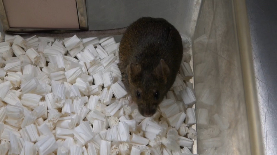 Генетики клонували мишей 58 поколінь поспіль — останнє не пережило й дня. Це довело неможливість нескінченного клонування ссавців