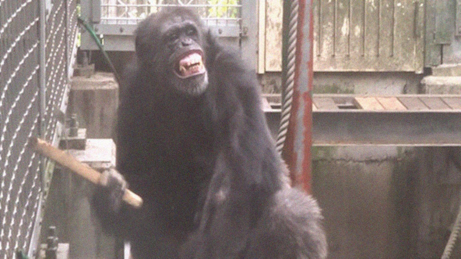 Шимпанзе в неволі сам зробив інструмент і побарабанив ним