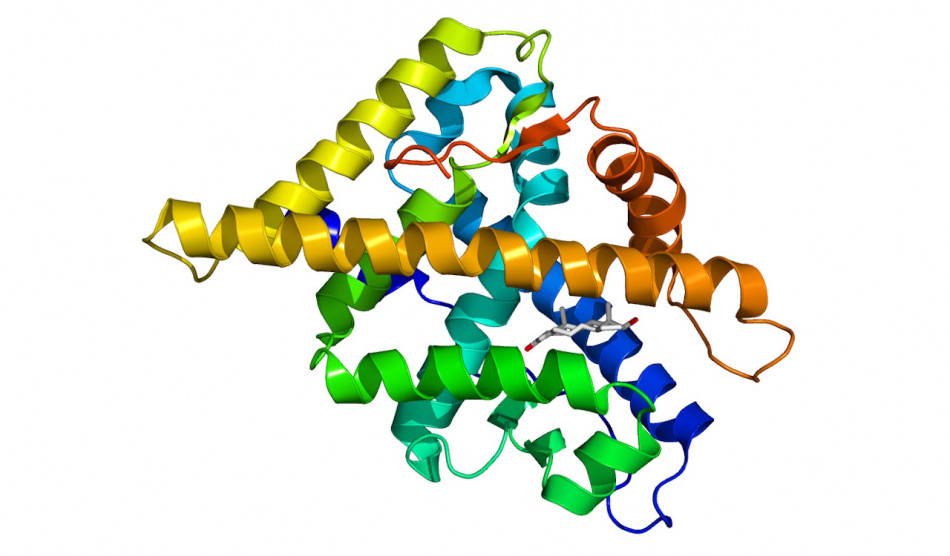 Блокування тестостерону одразу після народження захистило мишей від атрофії м'язів у дорослому віці