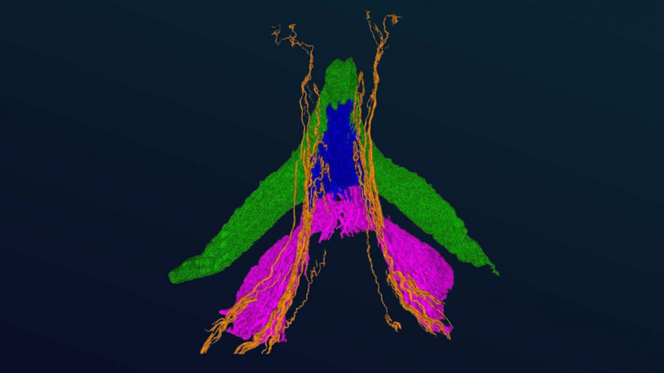 Біологи вперше відтворили нерви клітора з точністю до мікрона