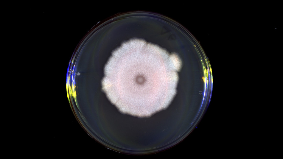 Віруси бактерій «підслухали» сигнали інших видів про впадання у сплячку. Це нашкодило їм самим