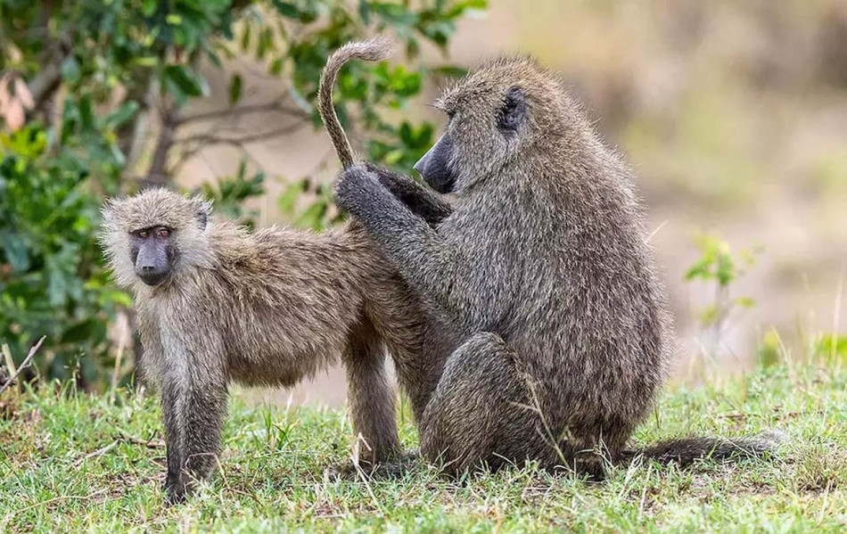 Вагіна самиць павіанів розпізнала сперму родичів і вбила її