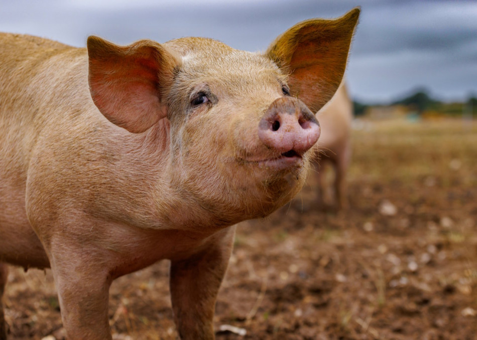 Краплі зі спермою свиней зупинили ріст пухлин в очах мишей