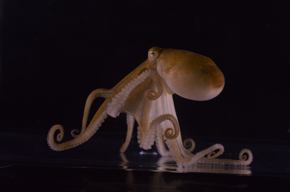 Відрізане щупальце восьминога саме знайшло самицю. Воно орієнтувалося на смак