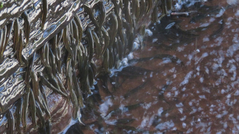 Африканські риби проповзли 15 метрів вгору по скелях біля водоспаду