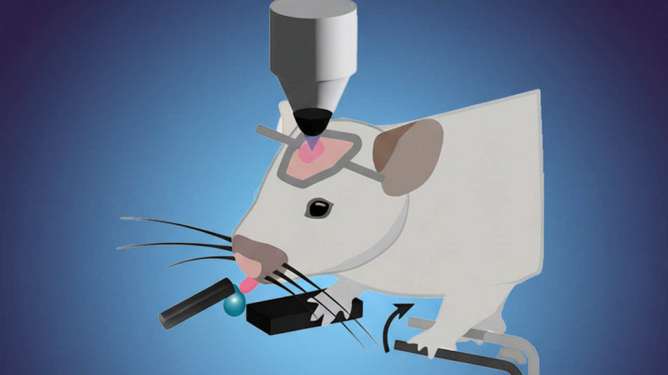 Кров зібрала провідний полімер прямо в мозку мишей. Через нього вдалося керувати їхньою поведінкою