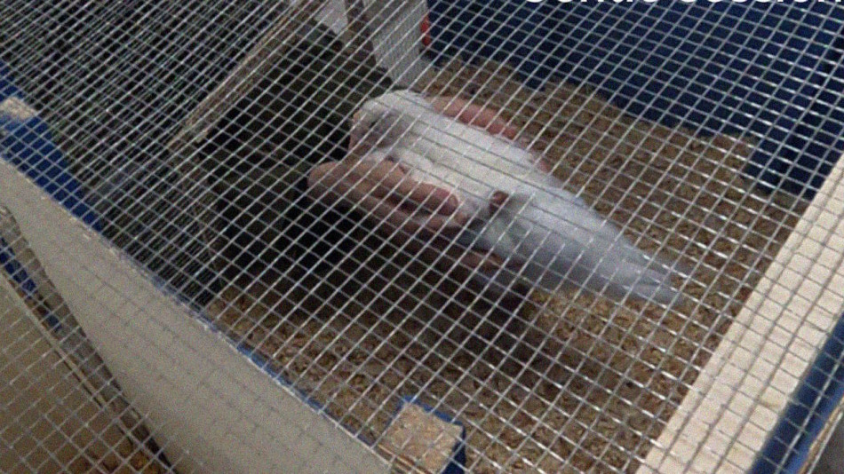 Людські дотики та розмови покращили настрій курчат