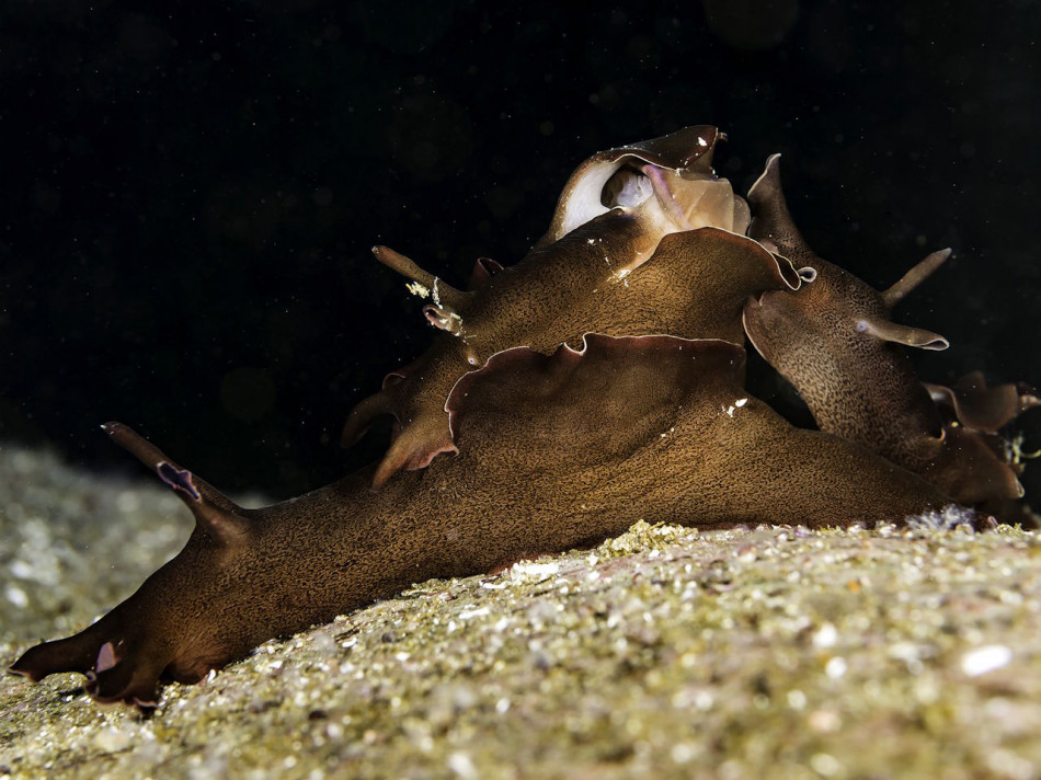Доба між повторним навчанням зміцнила пам’ять морських зайців. Інші часові проміжки не допомогли