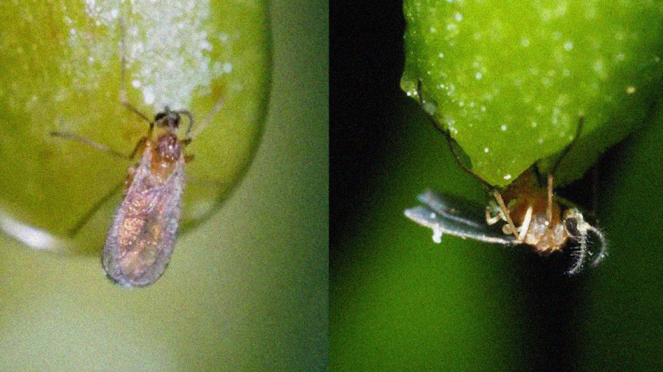 Японська рослина одним запахом змусила комаху спершу поживитися пилком, а потім його перенести