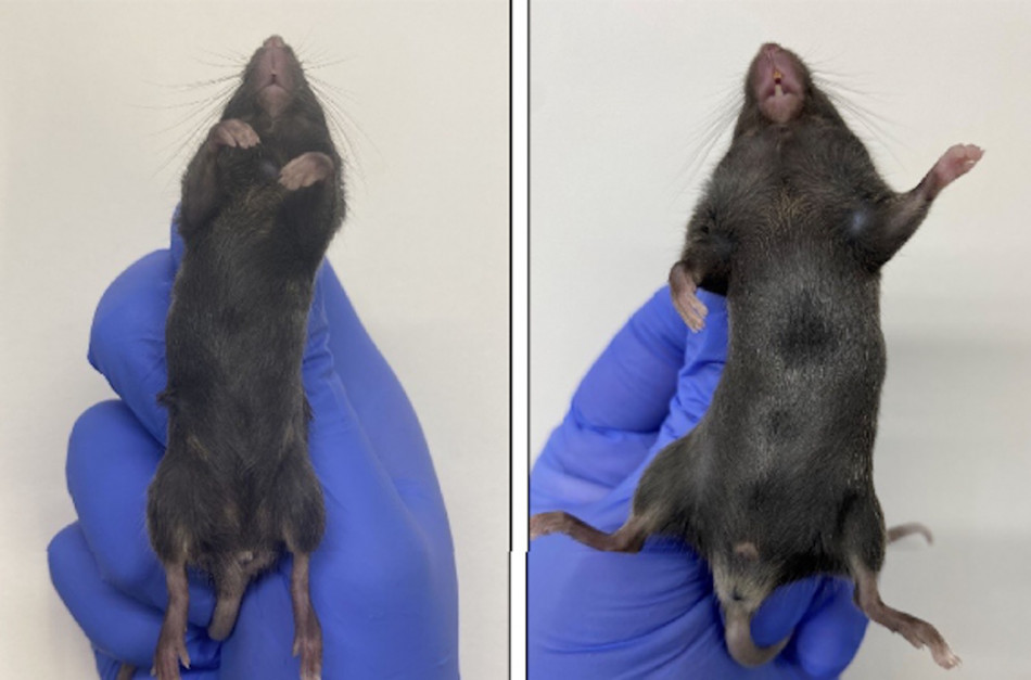 Єдина зміна в ДНК мишей перетворила самиць на самців. Її зробили в некодуючій ДНК