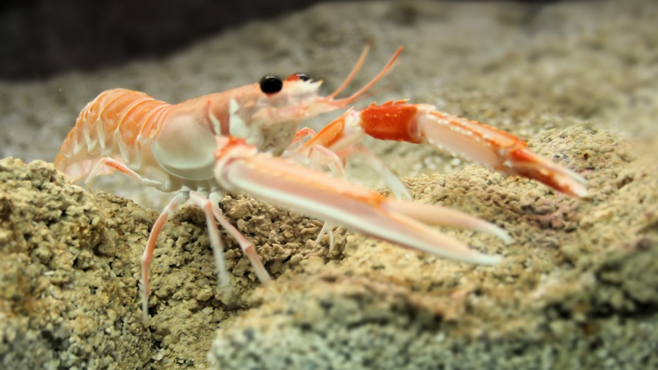 Людський аспірин подіяв на омарів — це підтвердило їхню чутливість до болю