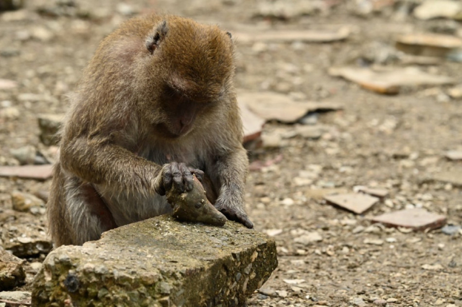 Таїландські макаки навчилися розбивати панцири раків-самітників навіть без інструментів