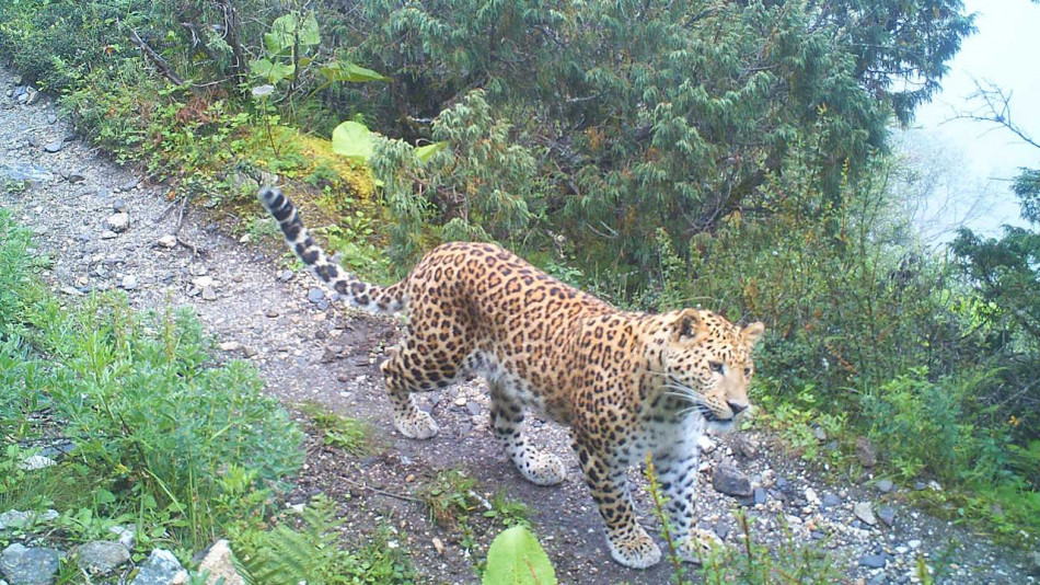 Три найбільші хижаки Гімалаїв поділили одну територію завдяки різному раціону
