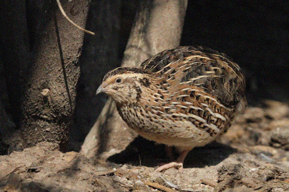 Перепілки поплатилися за більші яйця п'ятою частиною життя