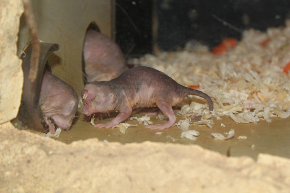 Зазвичай агресивні королеви голих землекопів мирно передали владу донькам