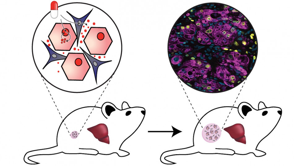 Людські клітини печінки прижилися в організмі мишей і відростили собі судини