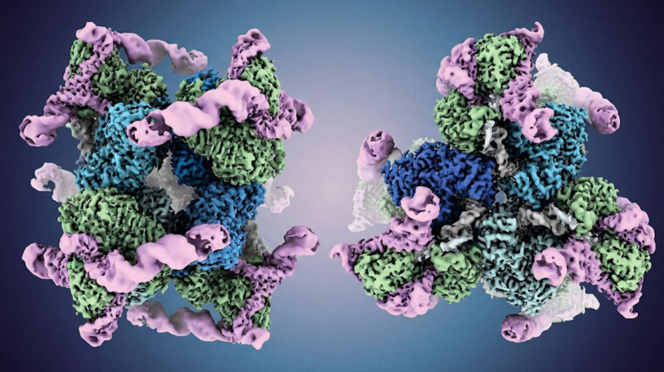 Бактерії навчилися синтезувати ДНК з білка для захисту від вірусів. Всі інші організми роблять навпаки