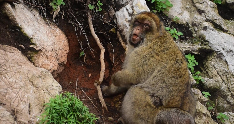 Підгодовування туристами підштовхнуло гібралтарських макак їсти землю