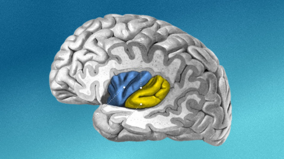 Рухові тики у мишей виявилися залежними від відповідальної за емоції ділянки мозку. Це пояснило прояви синдрому Туретта