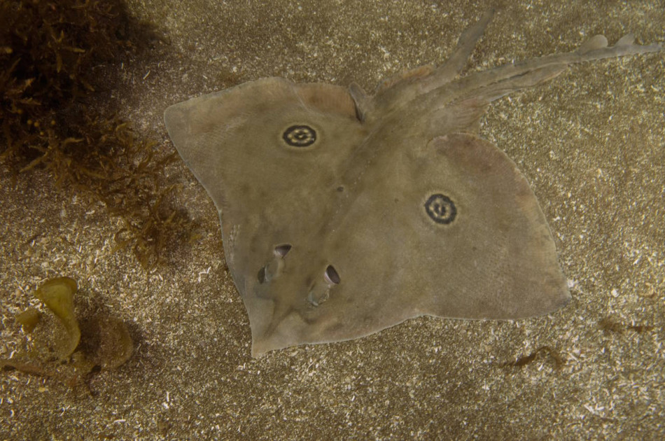 У беззбройних скатів на тілі виникли хибні «очі» для відлякування хижаків