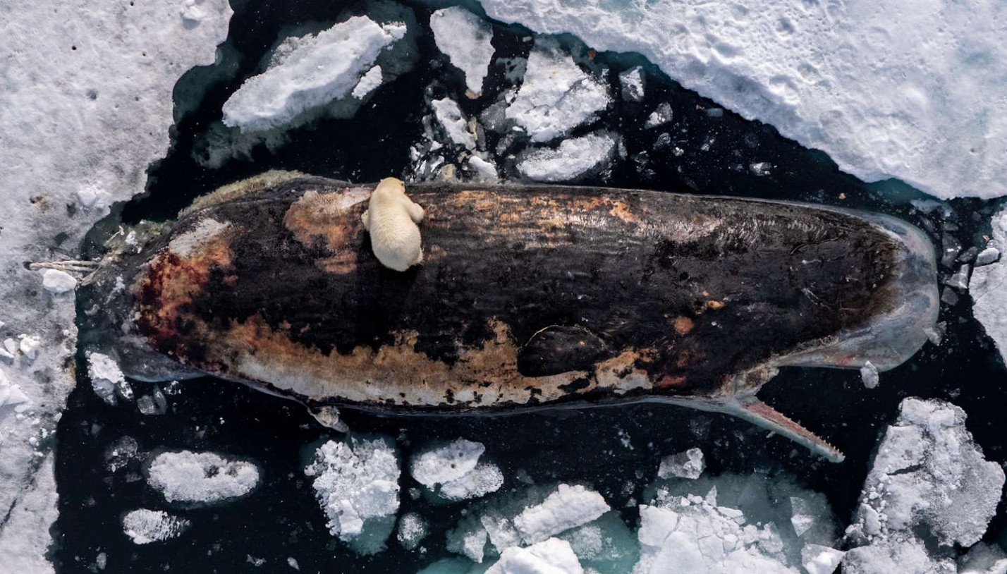 Полярна ведмедиця на кашалоті, слони під прицілом і Київ після ракети. 13 кадрів World Press Photo 2026
