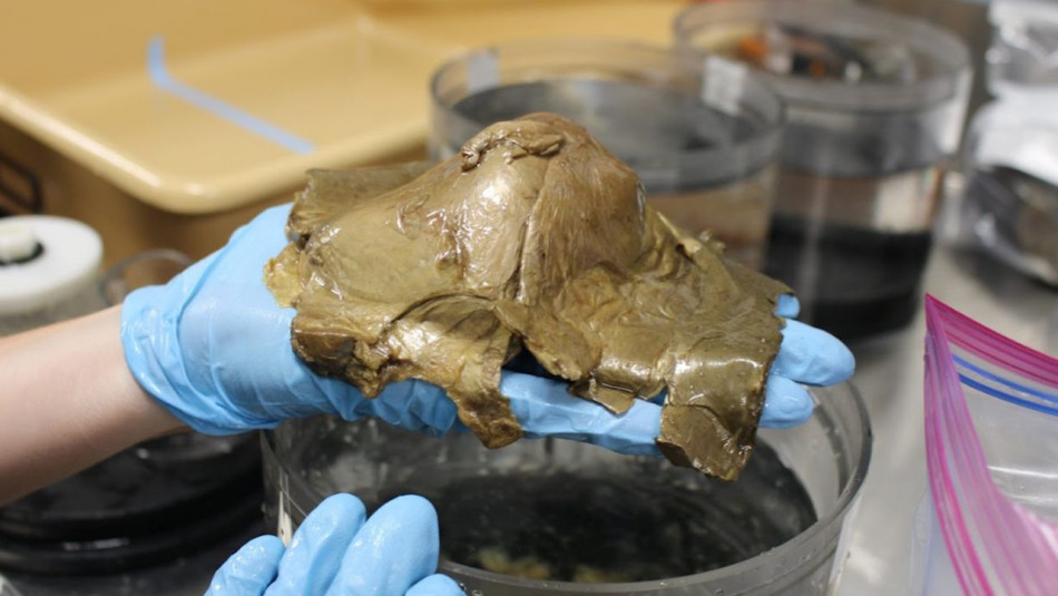 Невідома золота сфера з дна океану біля Аляски виявилася оболонкою глибоководної анемони