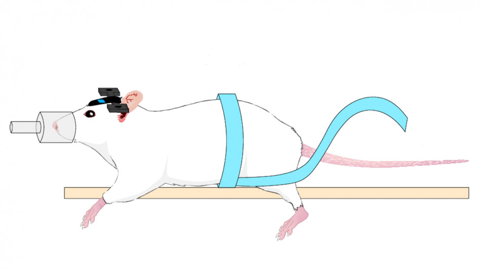 Мозок мишей порухався у відповідь на рухи живота. Цим пояснили користь від фізичних вправ для мозку