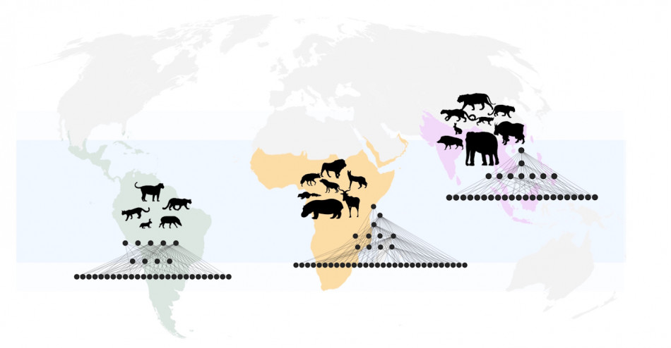 Вимирання гігантських тварин десять тисяч років тому спричинило різницю харчових зв’язків між континентами сьогодні