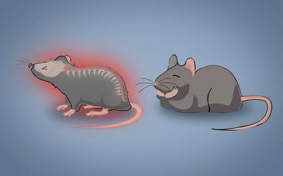 Пригнічення гормону стресу зменшило спричинений пошкодженням нейронів біль у мишей