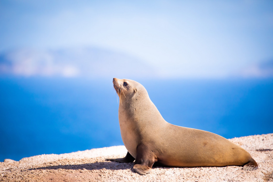 Морські котики прискорили серцебиття на суші для відновлення після нестачі кисню