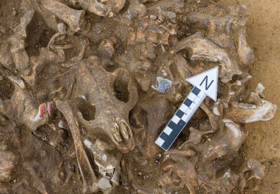 Мисливці з території Німеччини вбили й оббілували 12 бобрів близько 6900 років тому