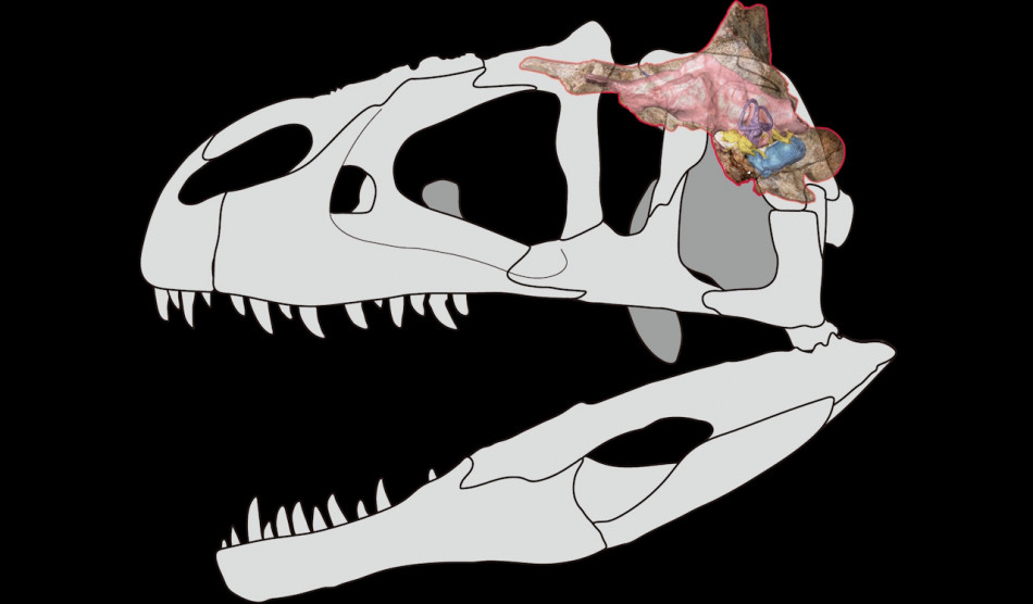 У Таїланді знайшли фрагменти черепа динозавра-суперхижака, які зазвичай розсипаються після смерті