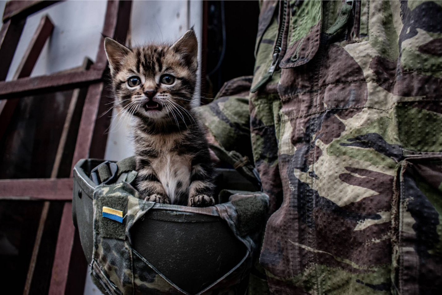 Стерилізація — це не лише про потомство. Як вона захищає улюбленця від хвороб та допомагає стримувати поширення сказу в усій країні