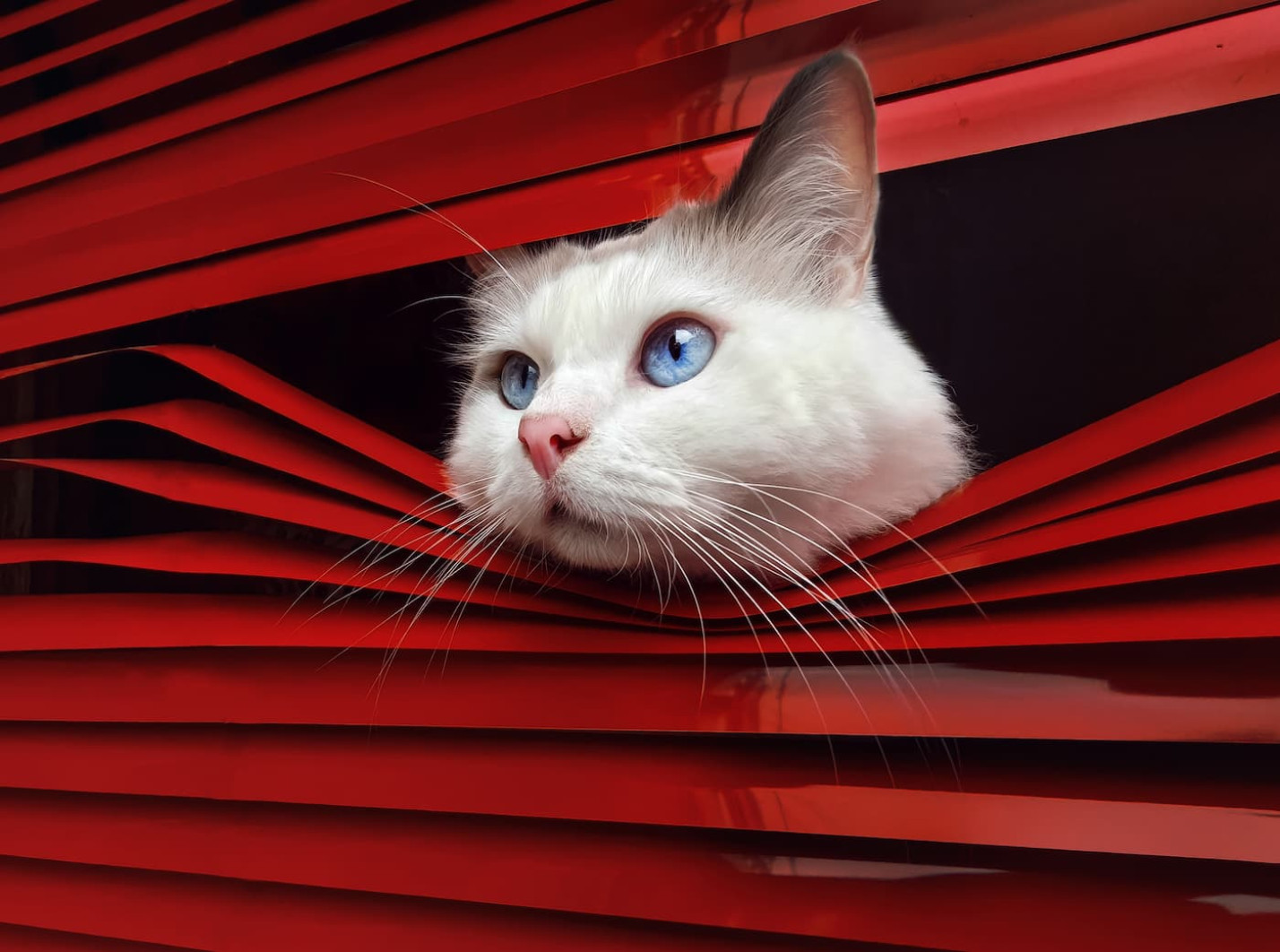 Котячий нагляд і собача молитва. Найкращі фото з конкурсу International Pet Photography Awards