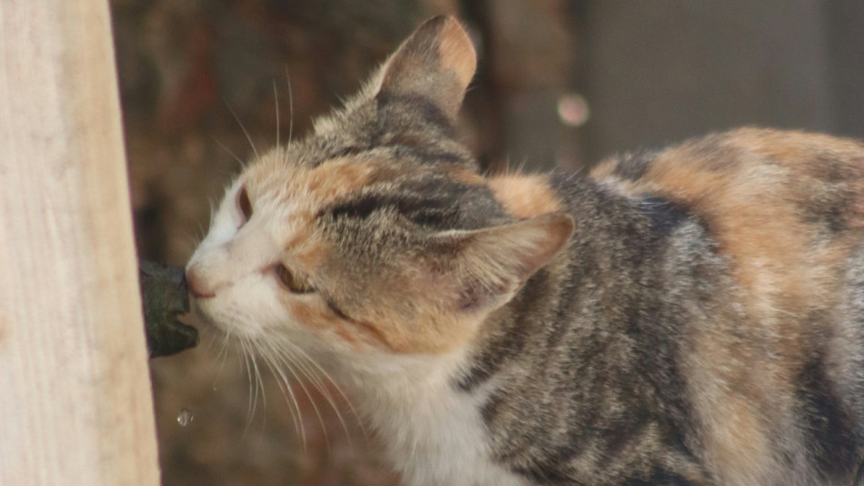 Коти впізнали одне одного за жирними кислотами з сечі